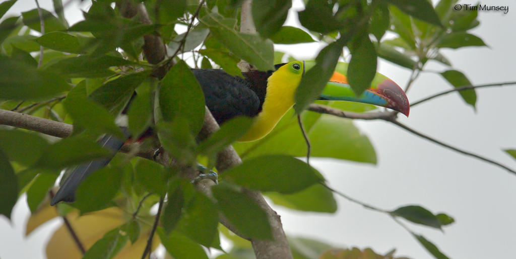 Keeled Tucan Hiding